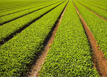 Fertilizers